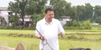 নিজের গ্রামে জমিতে হাল দিলেন উত্তরাখণ্ডের মুখ্যমন্ত্রী
