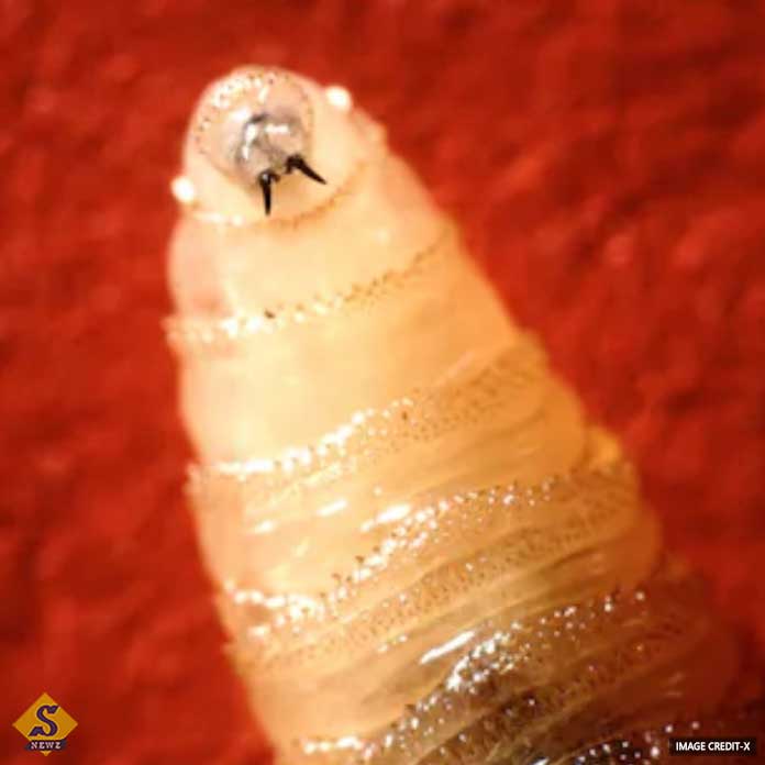 Flesh-eating-'screwworm'-infection-in-Mexico