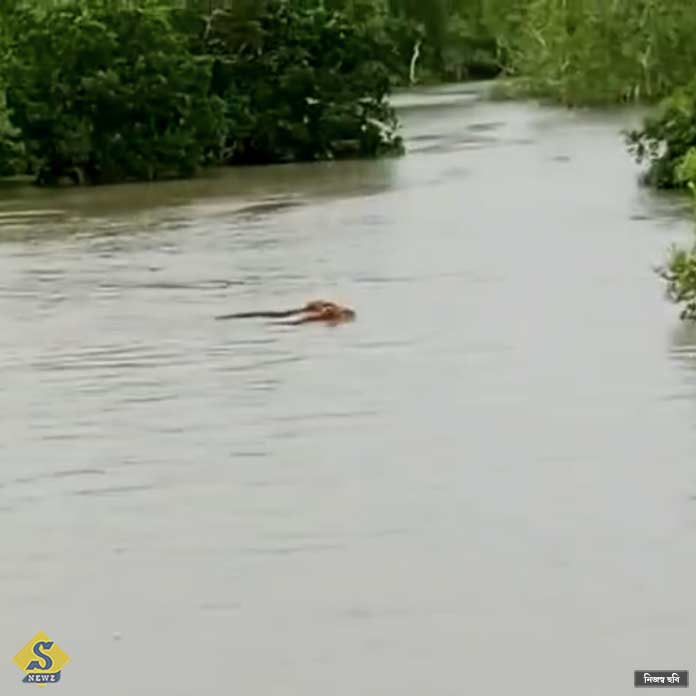 সুন্দরবনের পিরখালিতে ক্যামেরাবন্দি ৩টি বাঘ 