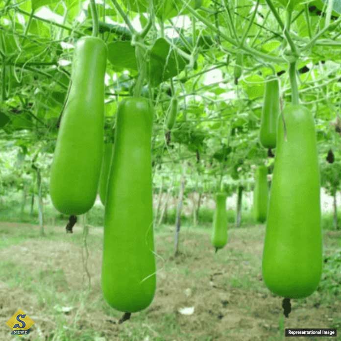 ফ্যাটি লিভার প্রতিরোধে সবজি 