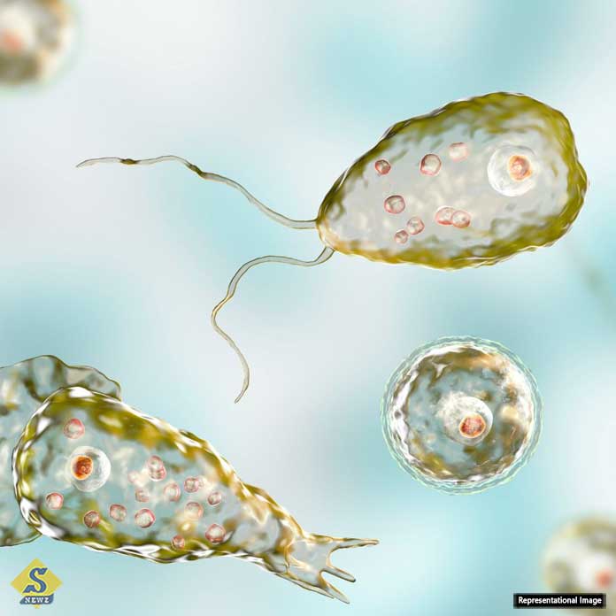 brain-eating-amoeba