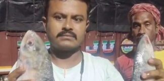 বিশ্বকর্মা পুজোয় ৩৮ মেট্রিক টন ইলিশ বাংলায়