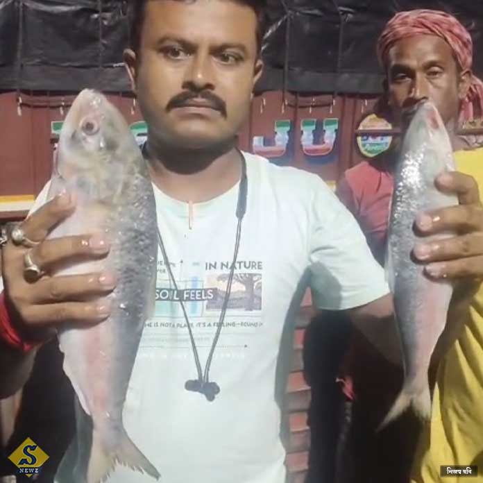 ilish-elo