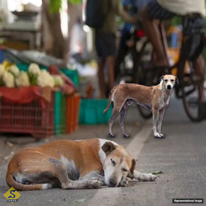 India's-image-is-being-damaged,-Supreme-Court-in-Stray-Dog-case