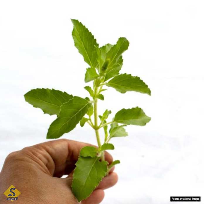 Tulsi-is-beneficial-and-harmful.