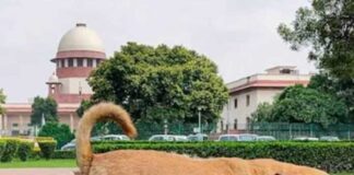 জনবহুল স্থান থেকে পথকুকুরদের সরানোর নির্দেশ সুপ্রিম কোর্টের