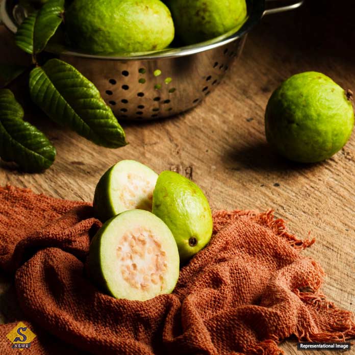 শীতে পেয়ারা খেলে উপকার