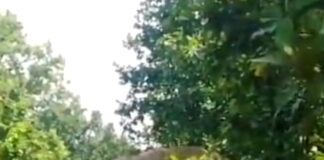 ঝাড়গ্রাম-গোয়ালতোড়ে হাতির হানা, মৃত ২