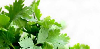 ধনে পাতা নিয়মিত নয়