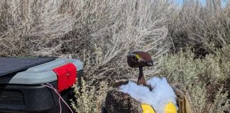 বিলুপ্তপ্রায় পাখি রক্ষায় আমেরিকায় রোবট পাখি