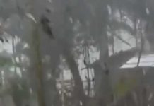 গণনার দিন ঝড়ের সম্ভাবনা কলকাতায়, গাছ পড়ে ছাত্রীর মৃত্যু