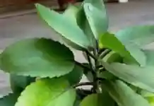 জন্ডিস ও উচ্চ রক্তচাপ নিয়ন্ত্রণে পাথরকুচি