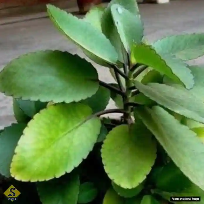 Patharkuchi-for-Controlling-Jaundice-and-High-Blood-Pressure