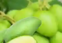 কাঁচা আম কেন খাবেন?