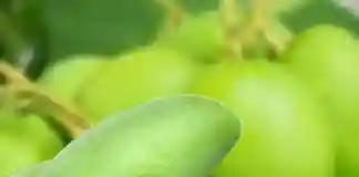 কাঁচা আম কেন খাবেন?