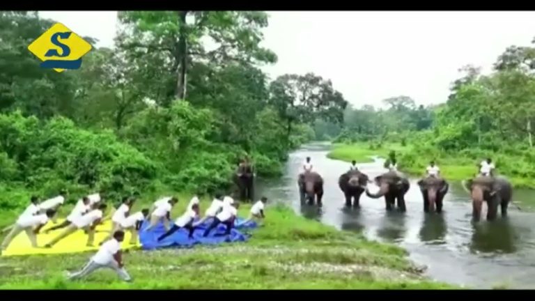 হাতির পিঠে যোগাভ্যাস, বেলুড় মঠেও